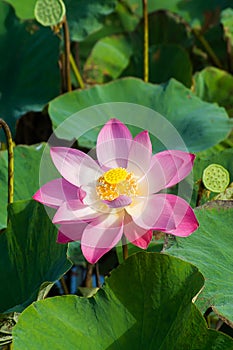 Close up pink lotus flower