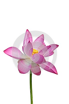 Close up pink lotus flower