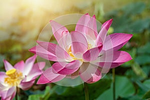 Close up pink lotus flower