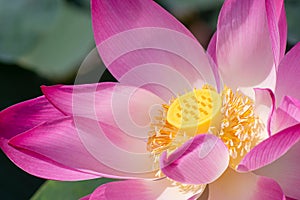Close up pink lotus flower