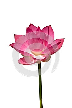 Close up pink lotus flower