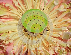 Close up pink lotus flower