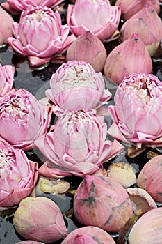 Close up pink lotus flower