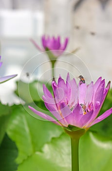 Close-up of pink lotus flower with bees flying and pollinating