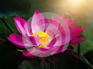 Close up pink lotus flower with blur background