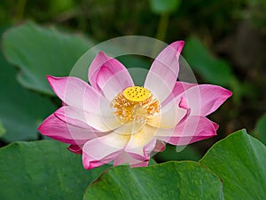 Close up pink lotus flower with blur background