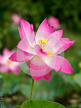 Close up pink lotus flower with blur background