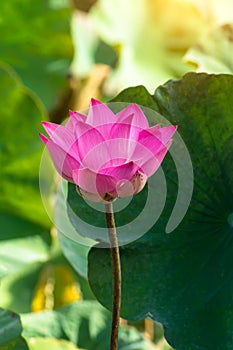 Close up pink lotus flower with blur background