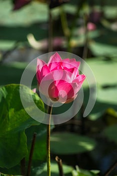 Close up pink lotus flower with blur background