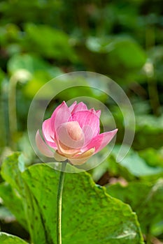 Close up pink lotus flower with blur background