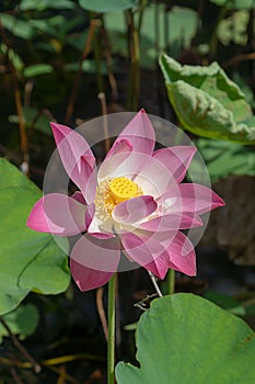 Close up pink lotus flower with blur background