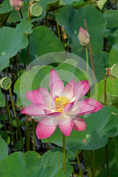 Close up pink lotus flower with blur background