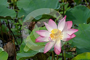 Close up pink lotus flower with blur background