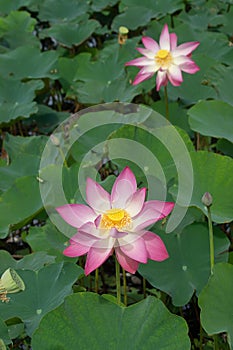 Close up pink lotus flower with blur background