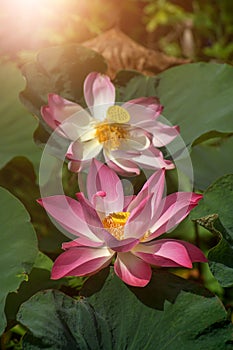 Close up pink lotus flower with blur background