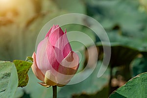 Close up pink lotus flower with blur background