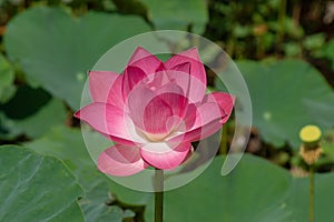 Close up pink lotus flower with blur background