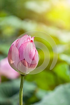 Close up pink lotus flower bud or Sacred lotus flower bud Nelumbo nucifera