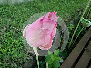 Close Up Pink Lotus Flower On Green Leaves