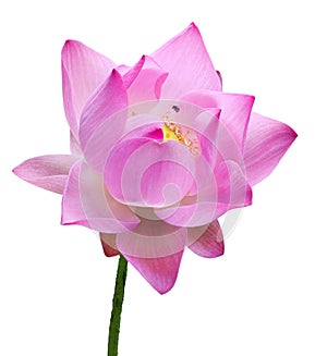 Close up pink lotus flower high resolution isolated on white background