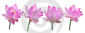 Close up pink lotus flower high resolution isolated on white background