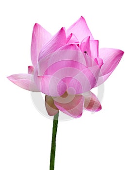 Close up pink lotus flower high resolution isolated on white background