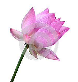 Close up pink lotus flower high resolution isolated on white background