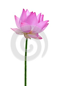 Close up pink lotus flower high resolution isolated on white background