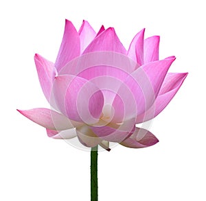 Close up pink lotus flower high resolution isolated on white background