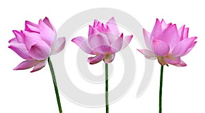 Close up pink lotus flower high resolution isolated on white background