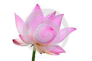 Close up pink lotus flower high resolution isolated on white background