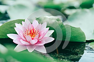 Close up pink lotus flower plant with green leaves, selective focus