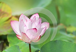 Close up pink lotus flower or Sacred lotus flower Nelumbo nucifera