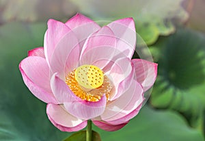 Close up pink lotus flower or Sacred lotus flower Nelumbo nucifera with green leaves blooming in lake