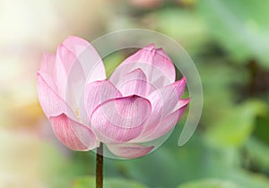 Close up pink lotus flower or Sacred lotus flower Nelumbo nucifera with green leaves blooming in lake