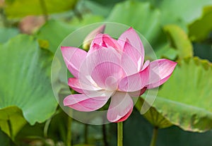 Close up pink lotus flower or Sacred lotus flower Nelumbo nucifera with green leaves blooming in lake