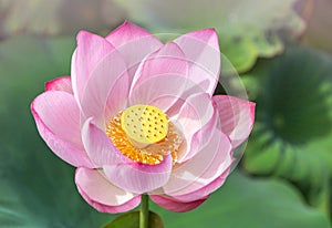 Close up pink lotus flower or Sacred lotus flower Nelumbo nucifera with green leaves blooming in lake photo