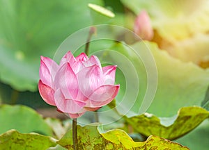 Close up pink lotus flower or Sacred lotus flower Nelumbo nucifera blooming in lake on sunny day