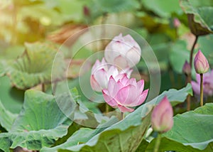 Close up pink lotus flower or Sacred lotus flower Nelumbo nucifera blooming in lake on sunny day