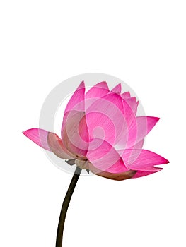 Close up pink lotus flower on white