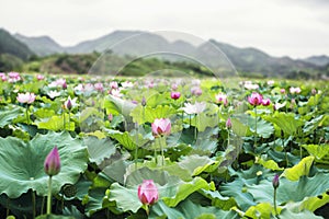 Close-up of pink lotus flowers on a lake in China, mountains in background