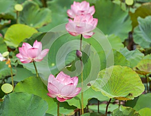 Close up pink lotus flowers or Sacred lotus flowers Nelumbo nucifera with green leaves blooming in lake