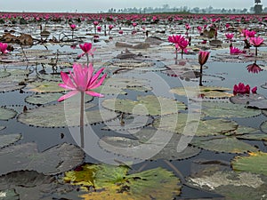 Close-up of pink lotus water lily in lake at gulwat lotus valley