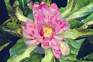 Close up pink lotus with yellow petal.