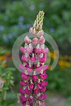 Pink lupin flower