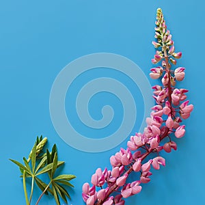 Close-up of pink lupine with long stem on navy blue background. Square photo, top view