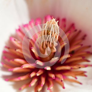 Close up of pink Magnolia