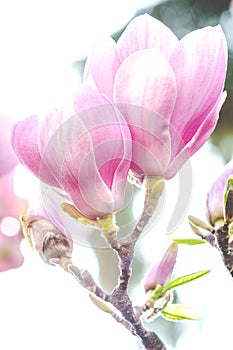 Close up of pink magnolia blossoms