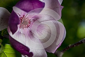 Close up of pink magnolia blossoms