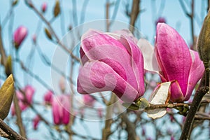 Close up of pink magnolia flower blossoming on the tree in the park. Spring flowers